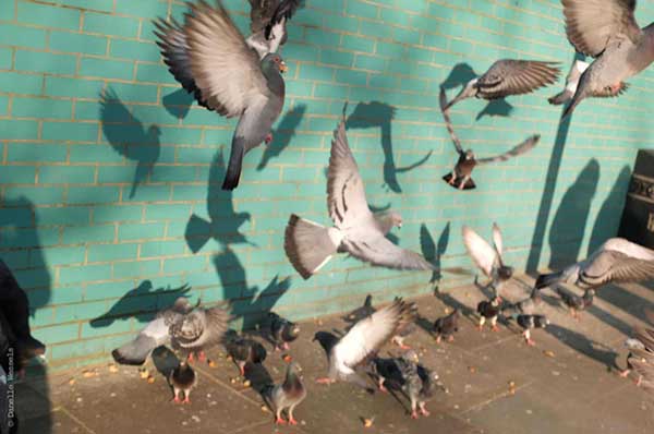 Birds, Westbourne Park